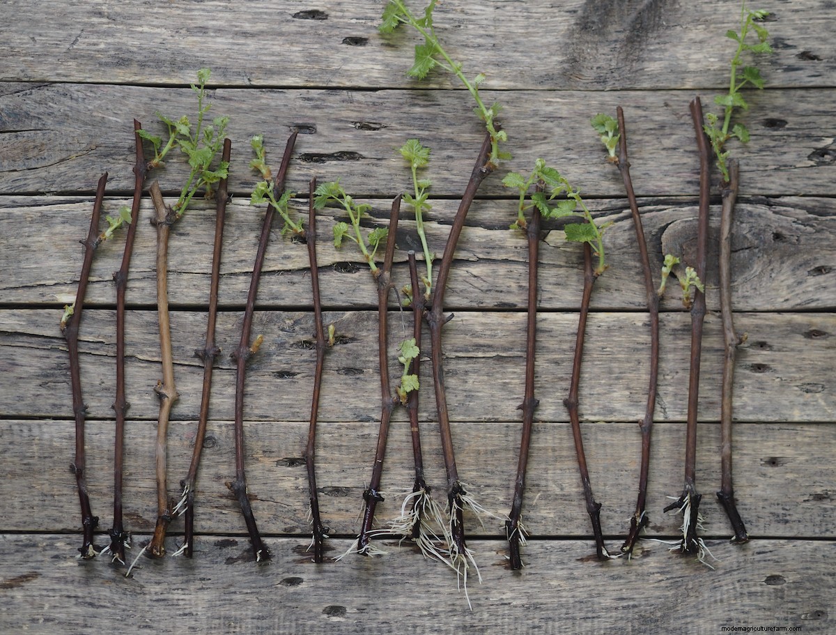 How to Grow Grapes from Cuttings