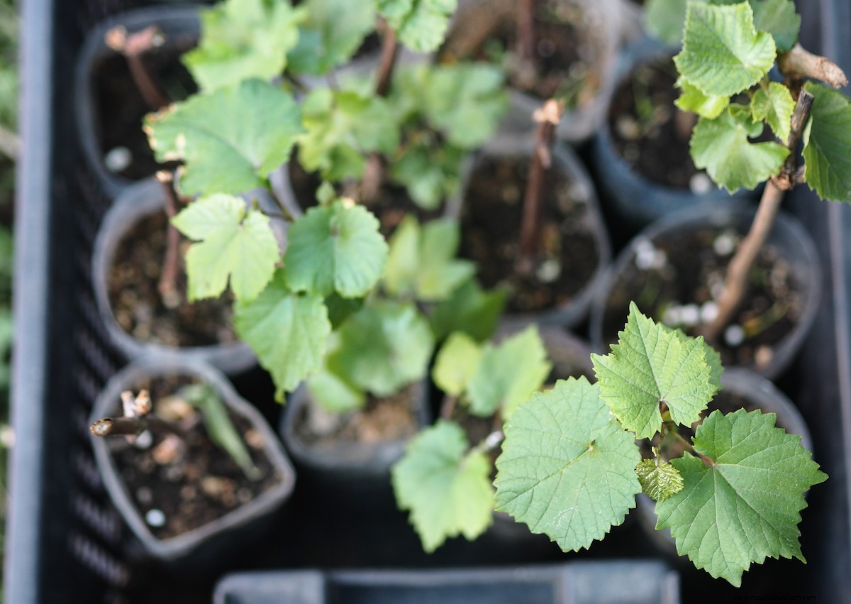 How to Grow Grapes from Cuttings
