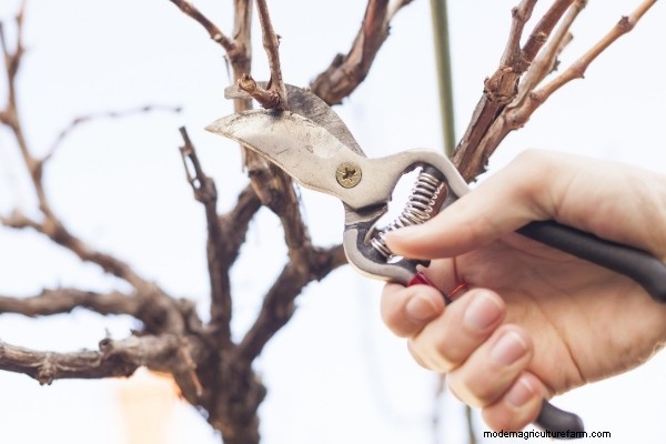 How to Grow Grapes from Cuttings