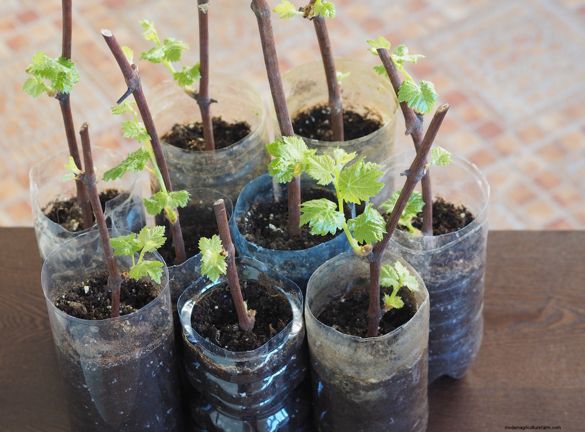 How to Grow Grapes from Cuttings