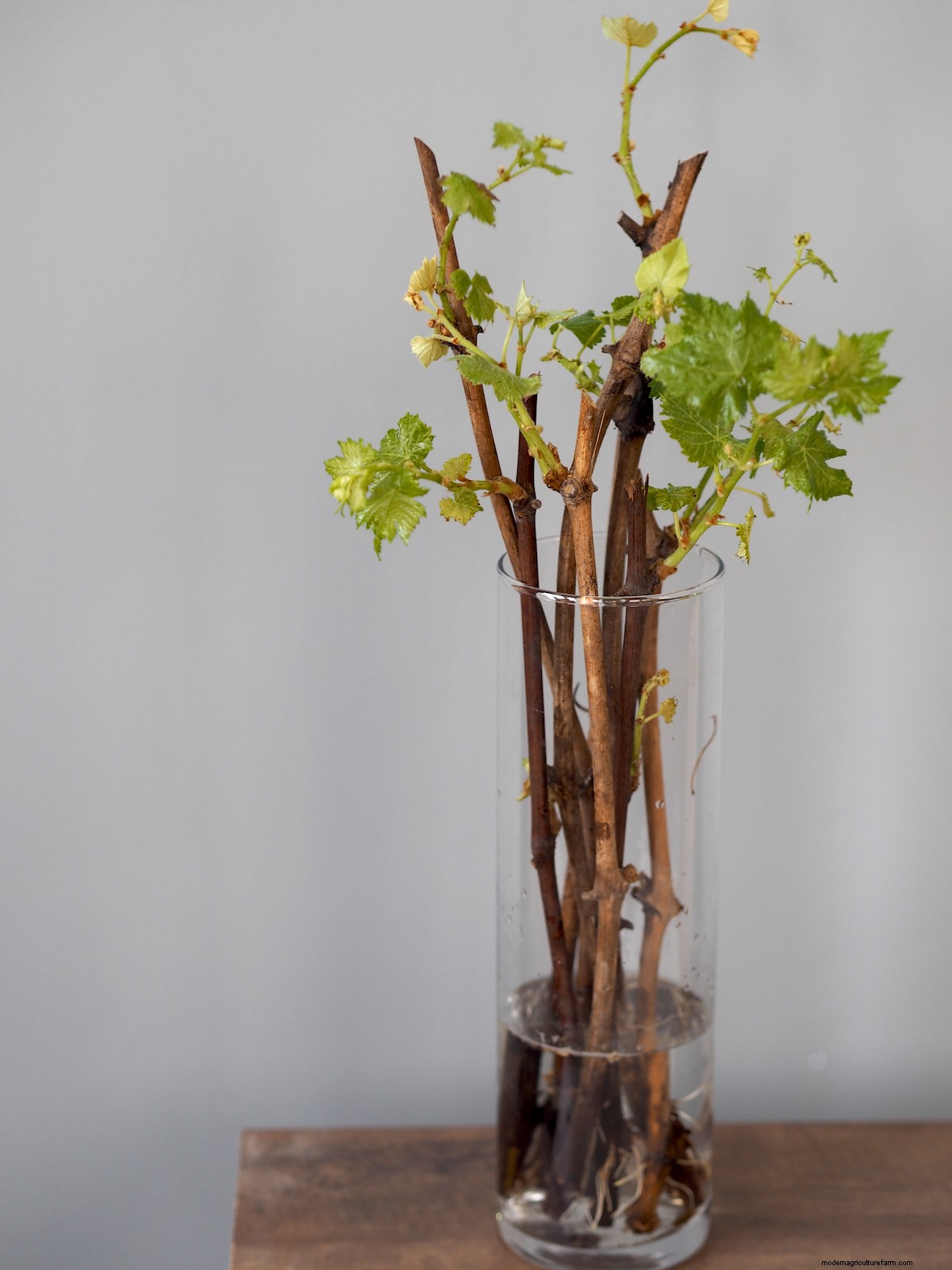 How to Grow Grapes from Cuttings