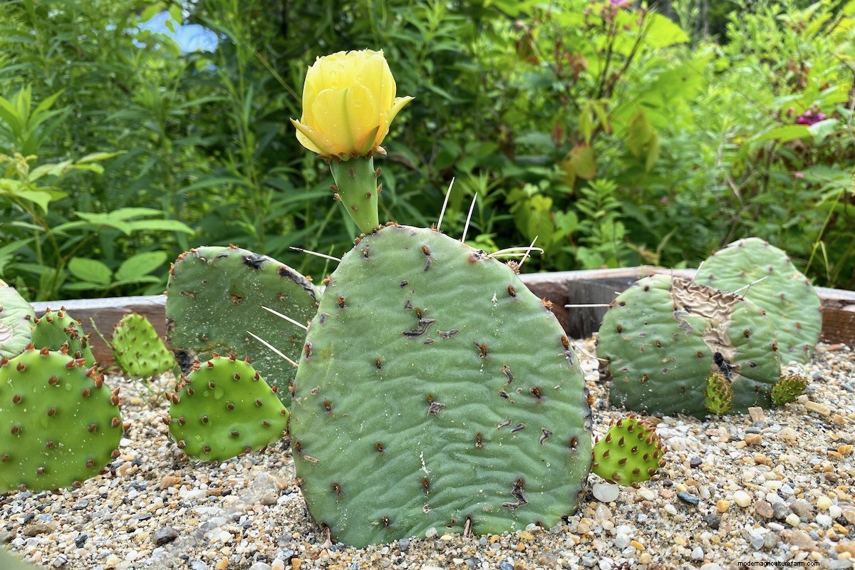 Growing Eastern Prickly Pear Cactus (Hardy to Zone 4)