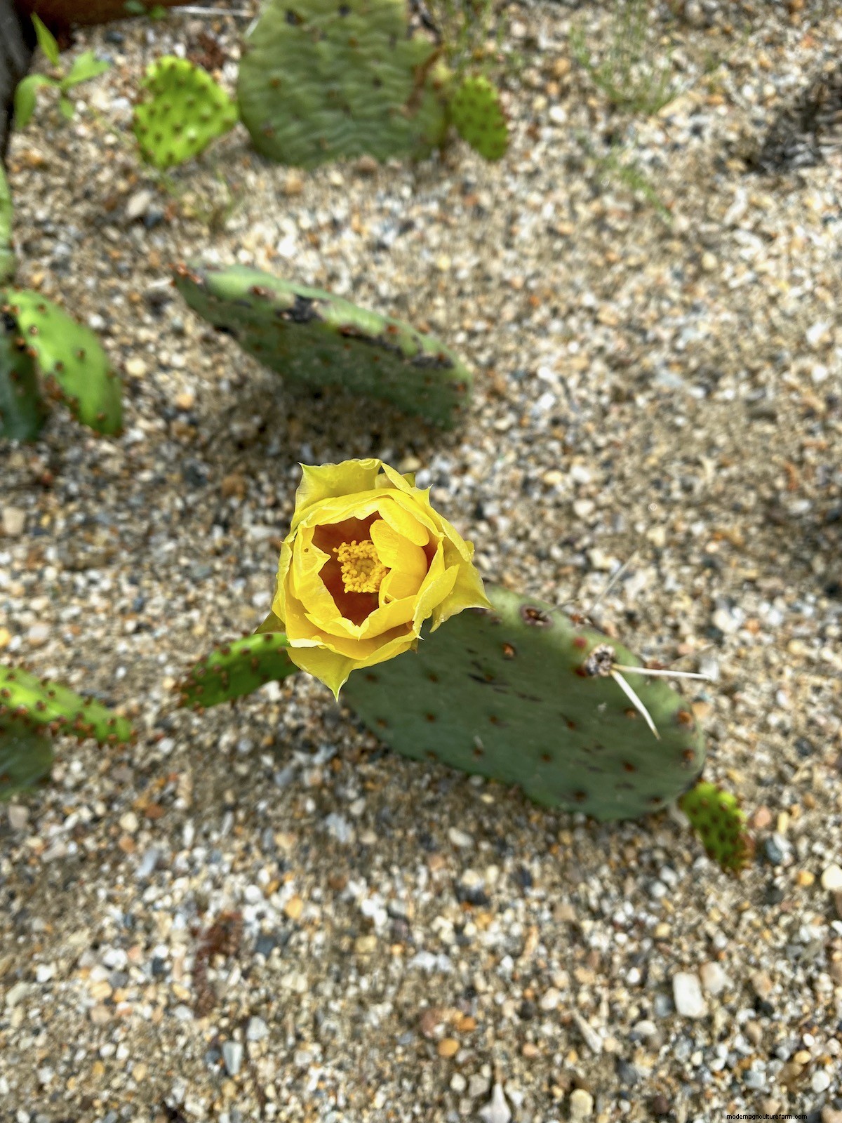 Growing Eastern Prickly Pear Cactus (Hardy to Zone 4)