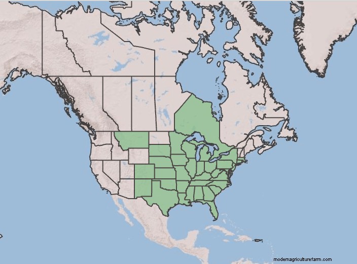 Growing Eastern Prickly Pear Cactus (Hardy to Zone 4)
