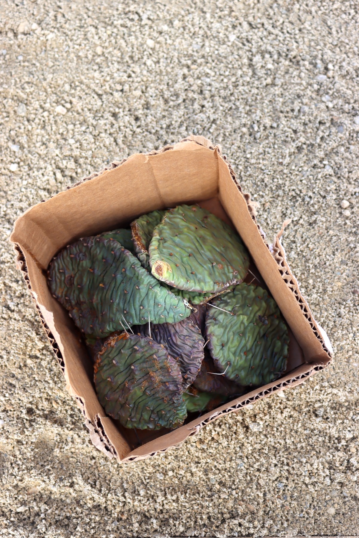 Growing Eastern Prickly Pear Cactus (Hardy to Zone 4)