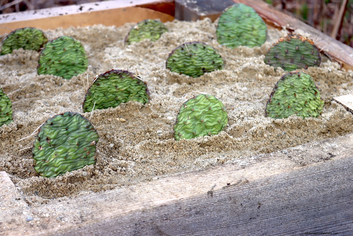 Growing Eastern Prickly Pear Cactus (Hardy to Zone 4)