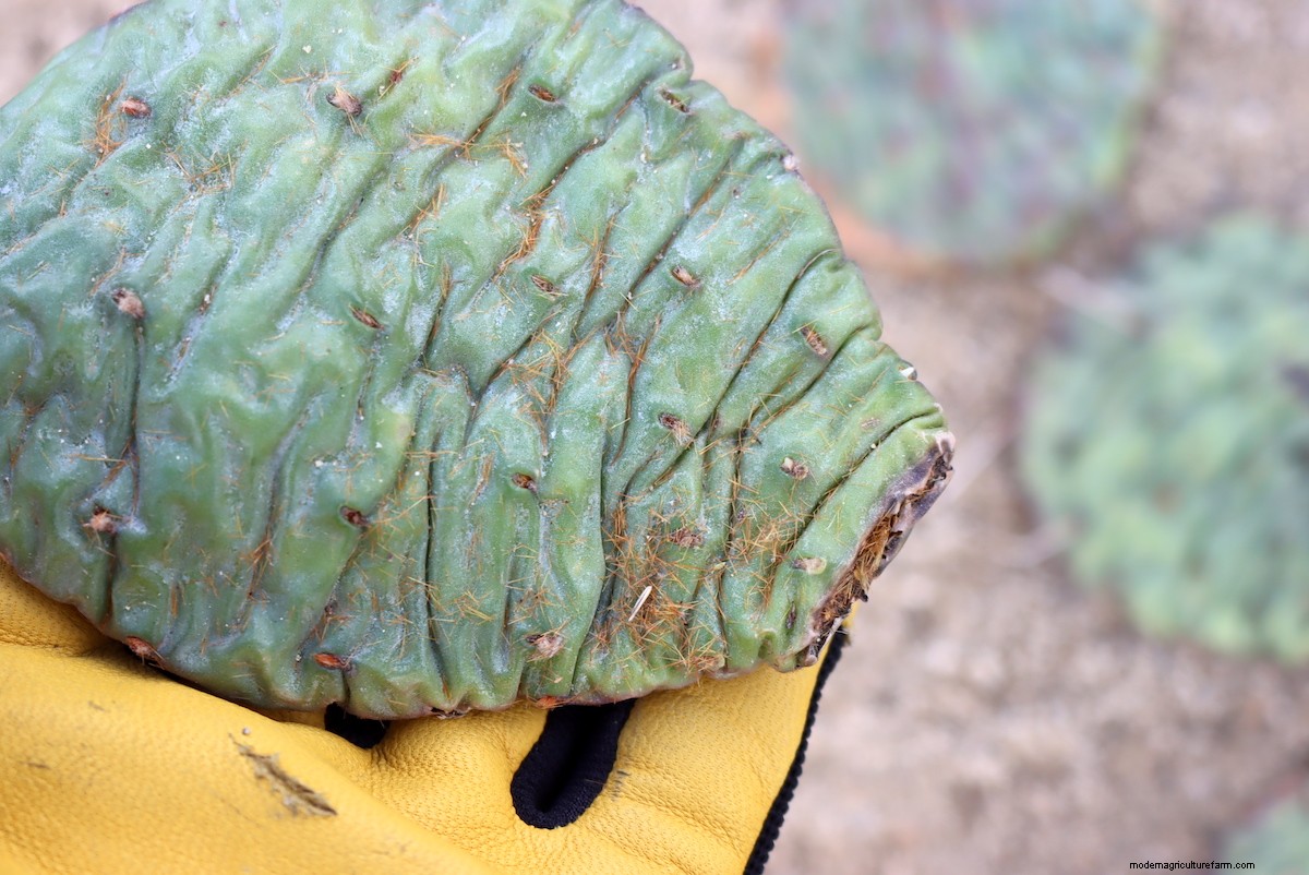 Growing Eastern Prickly Pear Cactus (Hardy to Zone 4)