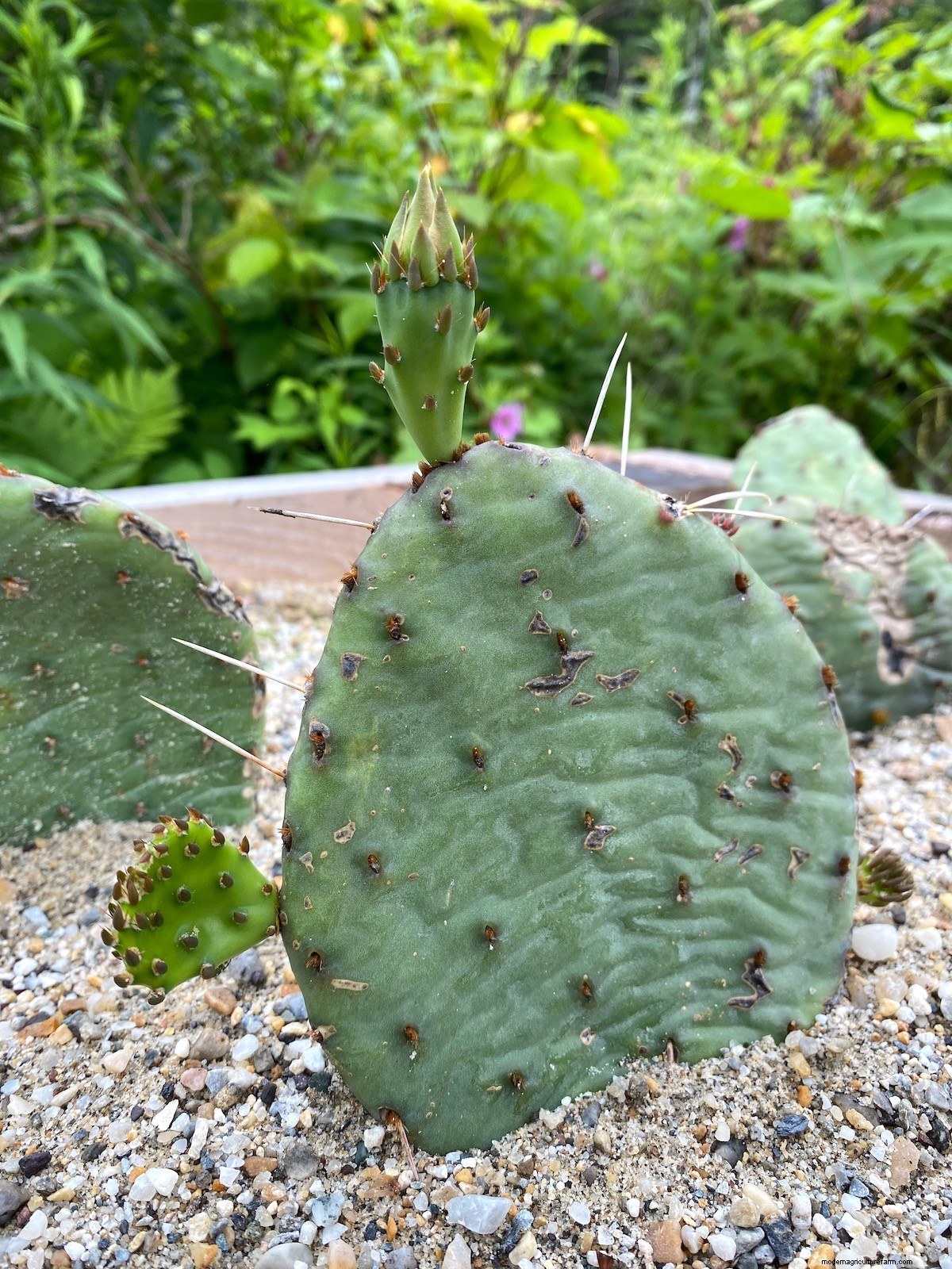 Growing Eastern Prickly Pear Cactus (Hardy to Zone 4)
