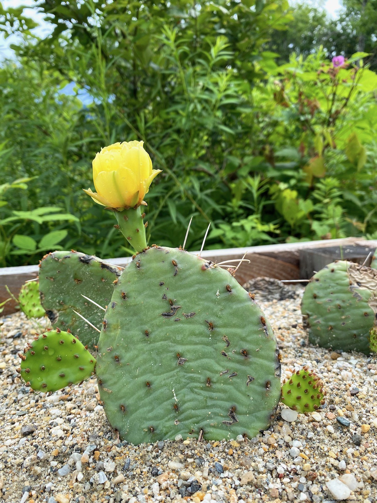 Growing Eastern Prickly Pear Cactus (Hardy to Zone 4)