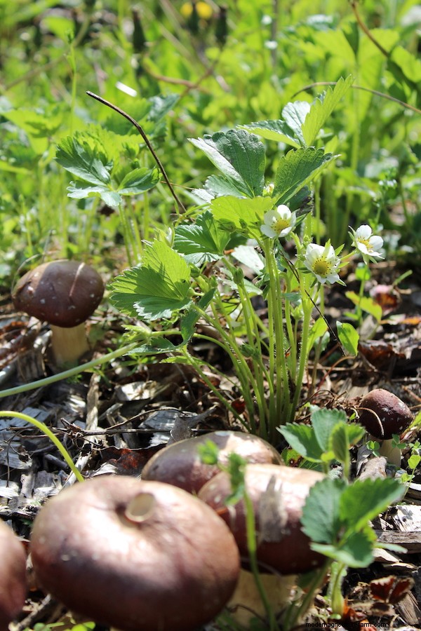 Gardening with Wood Chips