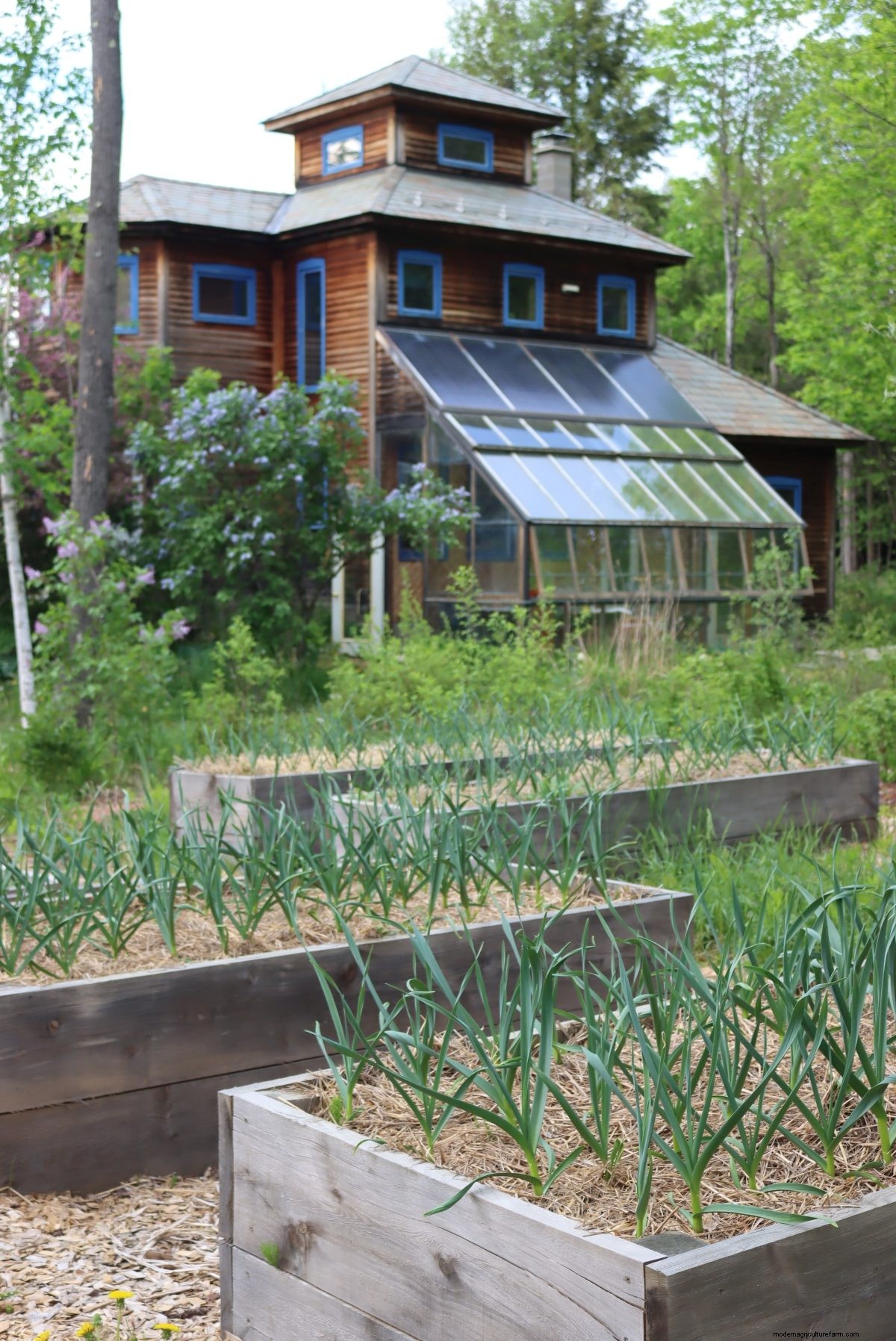 30+ Ways to Use Garlic Scapes