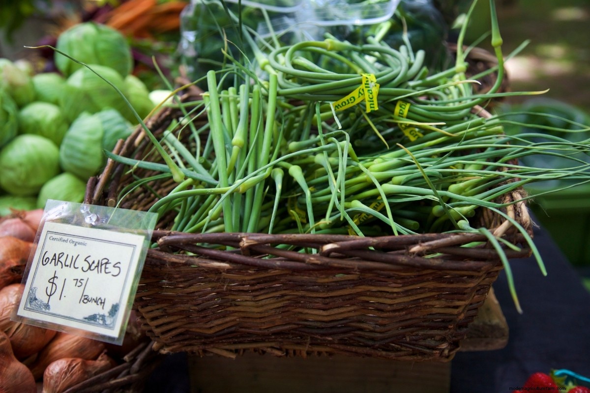 30+ Ways to Use Garlic Scapes