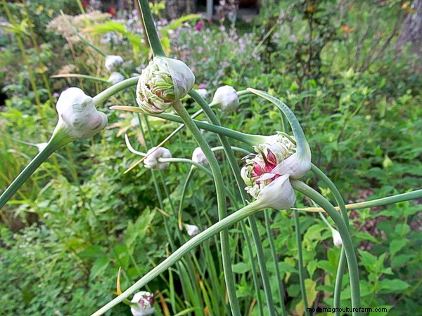 30+ Ways to Use Garlic Scapes