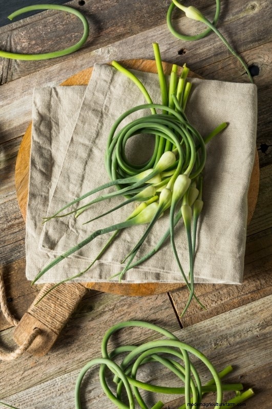 30+ Ways to Use Garlic Scapes