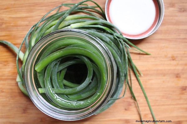 30+ Ways to Use Garlic Scapes