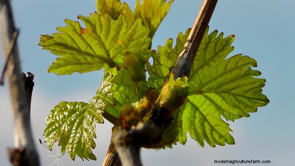 Propagating Grapes (5 Ways!)