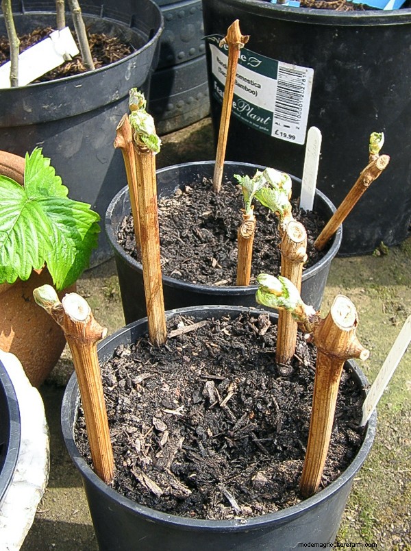 Propagating Grapes (5 Ways!)