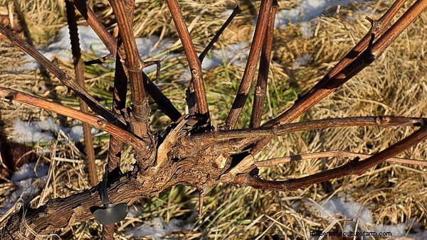 Propagating Grapes (5 Ways!)