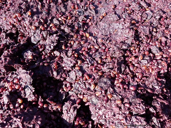 Propagating Grapes (5 Ways!)