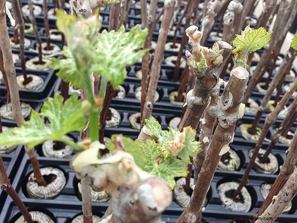 Propagating Grapes (5 Ways!)