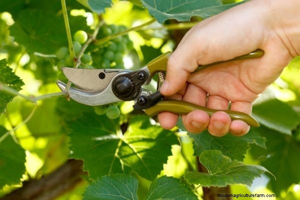Propagating Grapes (5 Ways!)