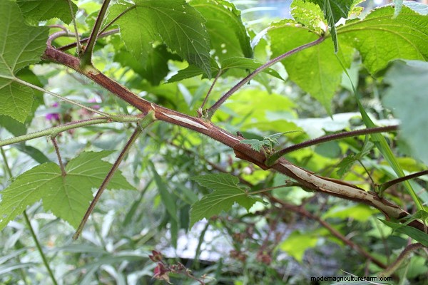 How to Grow Thimbleberries ~ for Food and Medicine