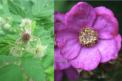 How to Grow Thimbleberries ~ for Food and Medicine