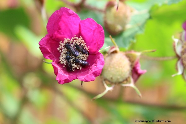 How to Grow Thimbleberries ~ for Food and Medicine