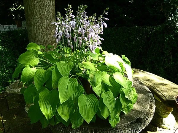 How to Cook Hostas