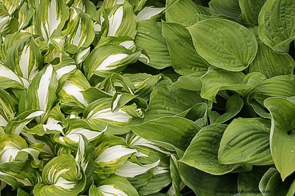 How to Cook Hostas