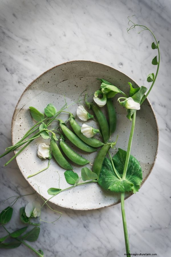 Complete Guide to Growing Peas