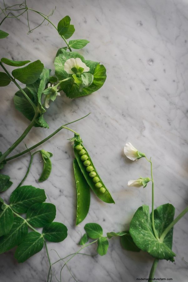 Complete Guide to Growing Peas