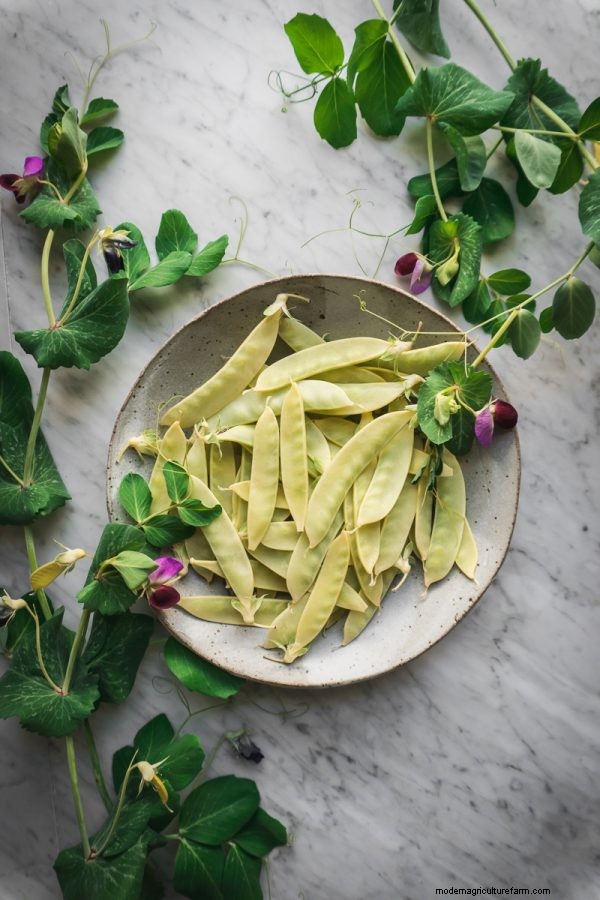 Complete Guide to Growing Peas