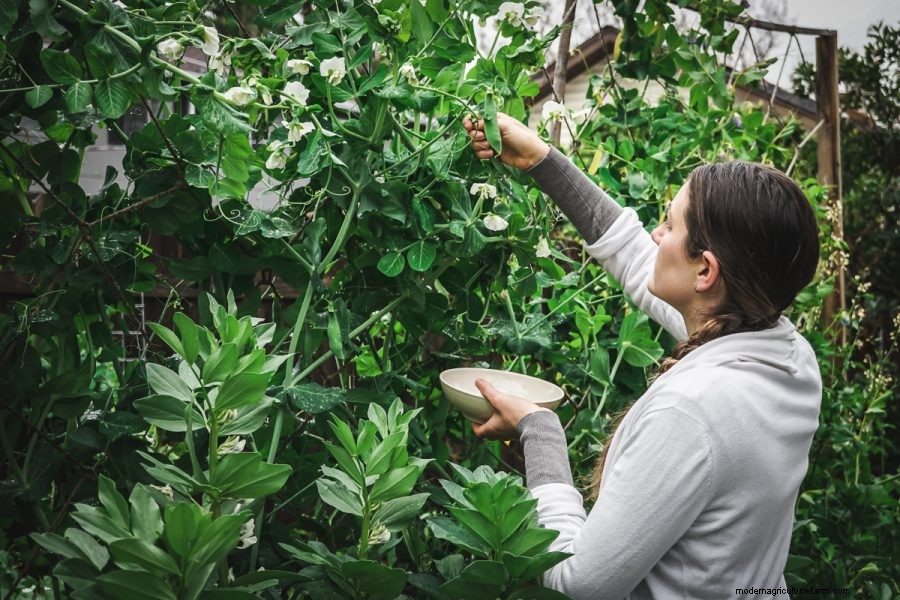 Complete Guide to Growing Peas