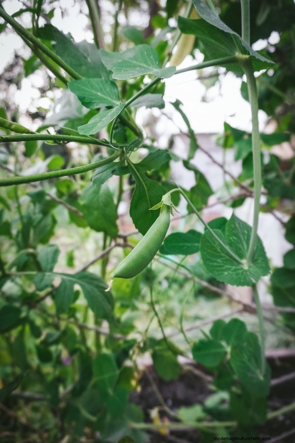 Complete Guide to Growing Peas