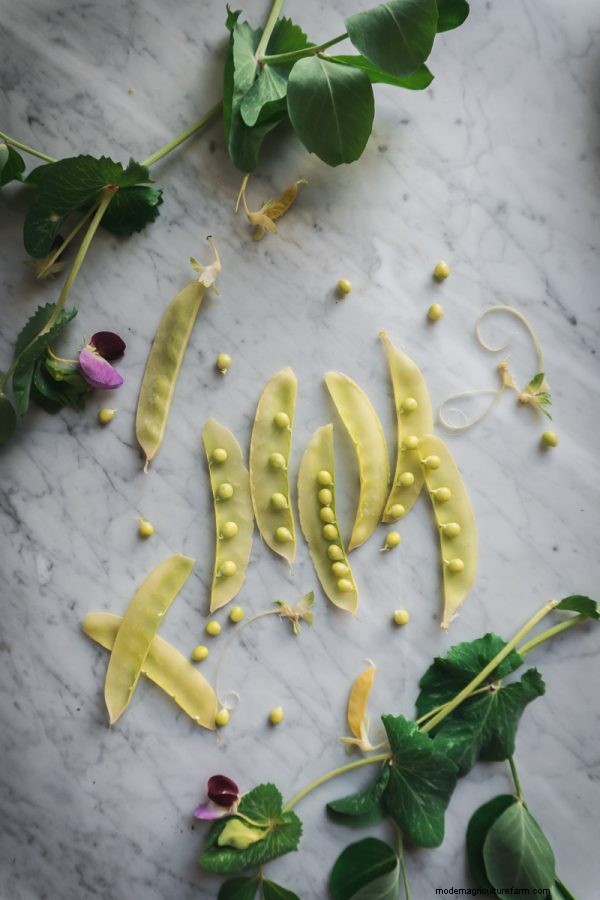 Complete Guide to Growing Peas