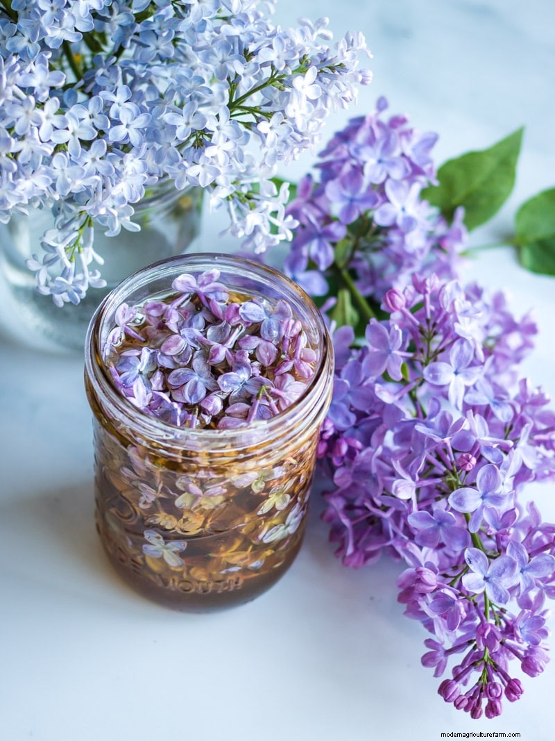 How to Eat Lilacs (and Other Ways to Use Them)