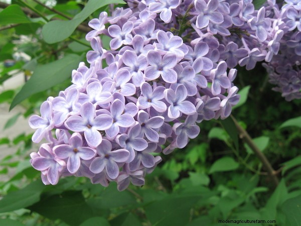 How to Eat Lilacs (and Other Ways to Use Them)
