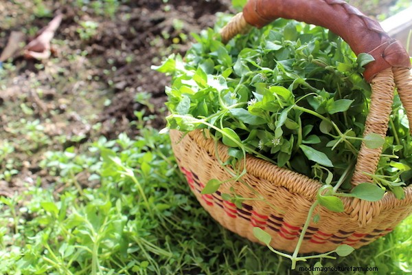 20+ Edible Weeds in Your Garden (with recipes!)