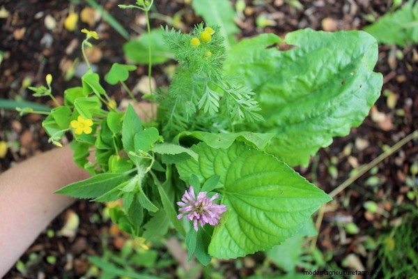 20+ Edible Weeds in Your Garden (with recipes!)