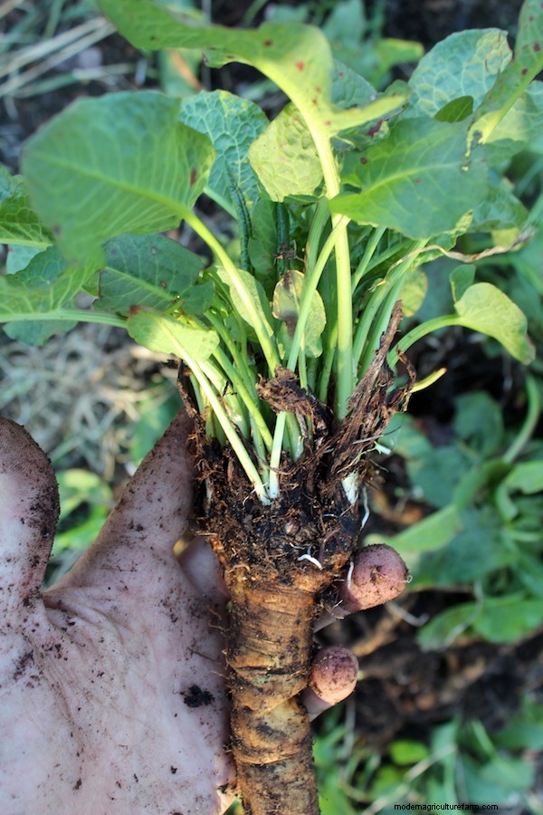 20+ Edible Weeds in Your Garden (with recipes!)