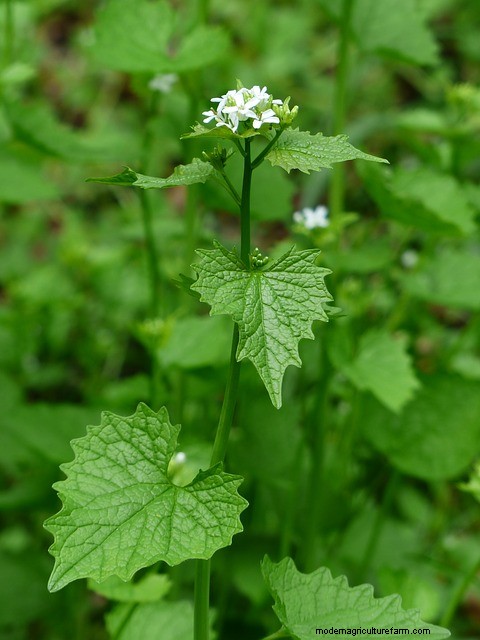 20+ Edible Weeds in Your Garden (with recipes!)