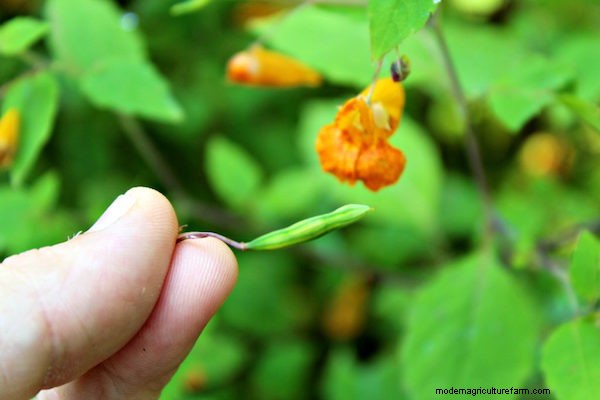 20+ Edible Weeds in Your Garden (with recipes!)