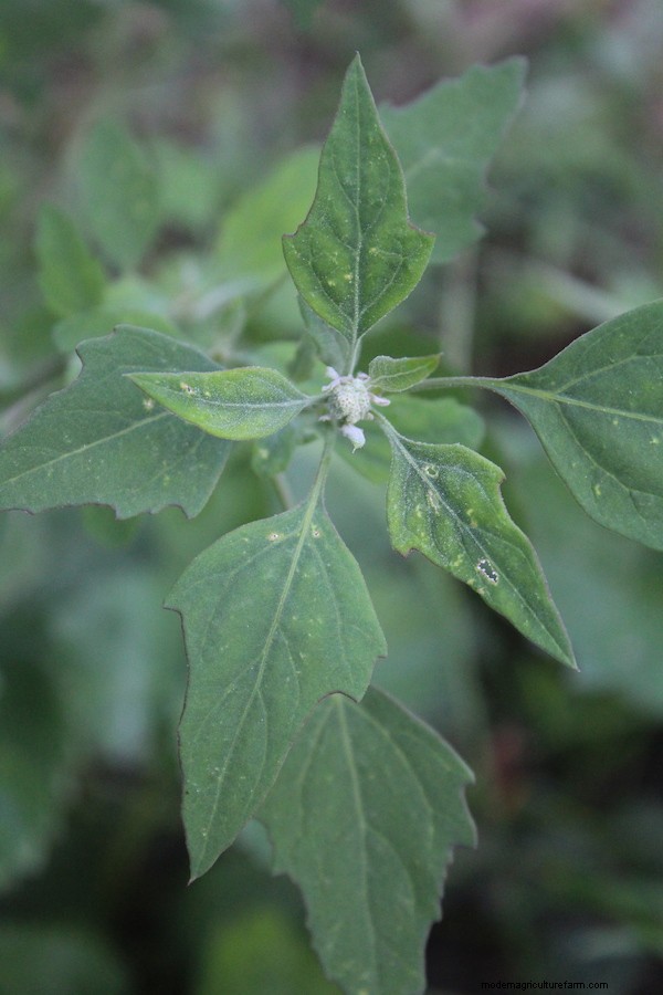 20+ Edible Weeds in Your Garden (with recipes!)