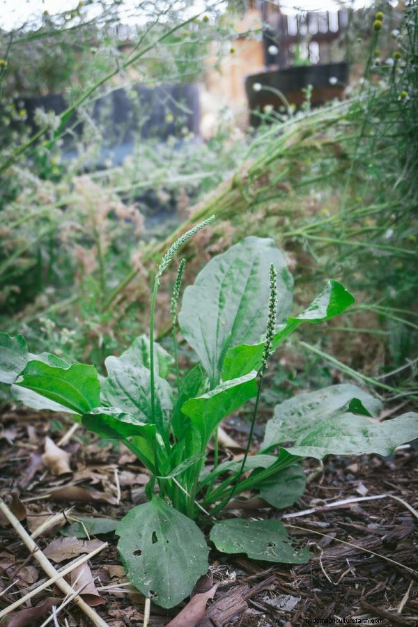20+ Edible Weeds in Your Garden (with recipes!)