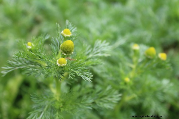 20+ Edible Weeds in Your Garden (with recipes!)