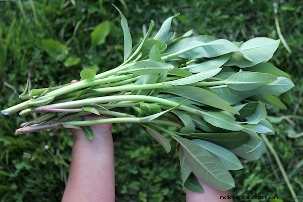 20+ Edible Weeds in Your Garden (with recipes!)