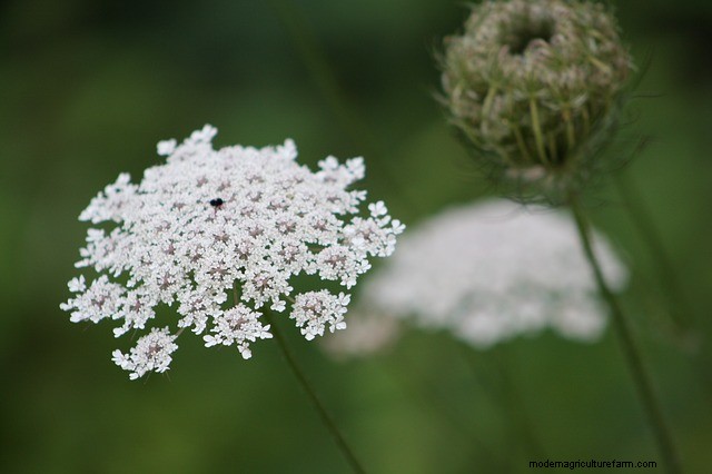 20+ Edible Weeds in Your Garden (with recipes!)