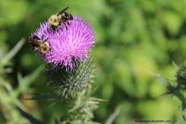 20+ Edible Weeds in Your Garden (with recipes!)