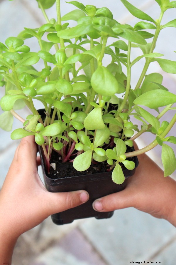 20+ Edible Weeds in Your Garden (with recipes!)